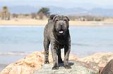 SHAR-PEI 780